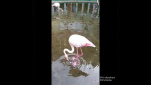 Розовый Фламинго удивительная птица