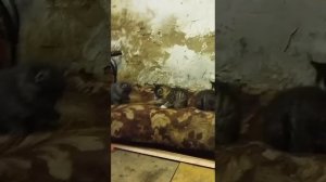 котятки дрочуны