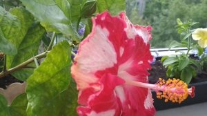 Гибискус. Cherry Appolosa . Первое цветение