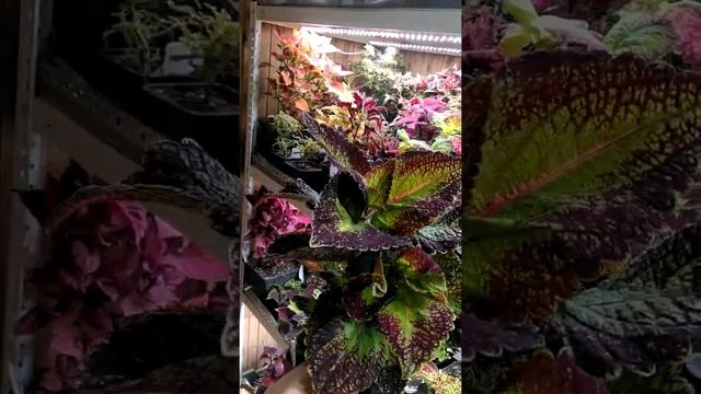 Колеус Черепашка. смотреть онлайн