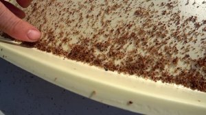 КАК Я ЛЕЧУ СВОИХ ПЧЁЛ ОТ КЛЕЩА ВАРРОА, СКОЛЬКО, ЧЕМ И КОГДА.