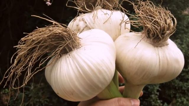 Ётишдан Олдин Битта Анзур Пиёз Енг Ва Ишонилмас Натижага Эришинг смотреть онлайн