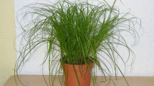 Циперус — уход в домашних условиях и размножение