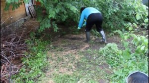 как вырастить рассаду газона и клевер как сидерат в тенистом месте