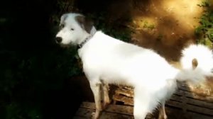 Собачий диалог- как разговаривают между собой собаки)))! Они достойны оскара!!!))