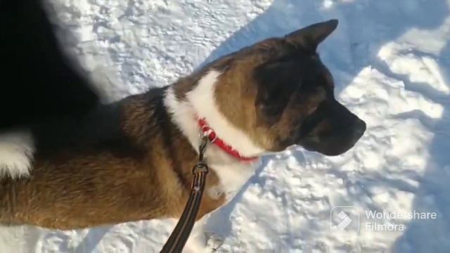 Акитомания!Девки дерутся из-за кобеля! 😱#акитомания #щенки #акита #американскаяакита смотреть онлайн