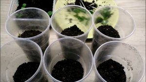 КАК УВЕЛИЧИТЬ КОРНИ РАССАДЫ ОГУРЦОВ В ПЕРВУЮ НЕДЕЛЮ