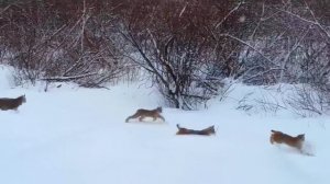 ЕВРАЗИЙСКАЯ РЫСЬ — охотник на оленей размером с леопарда! Рысь против волка, лисы, козла и зайца!