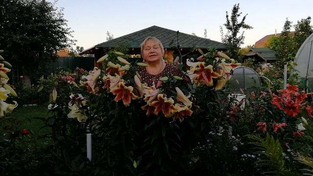 "Лилейные деревья". Как цветут От-гибриды. 2 года спустя. смотреть онлайн