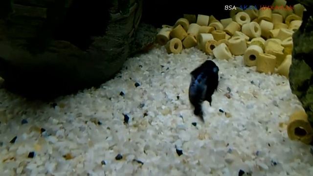 МЕЛАНОХРОМИС ИНТЕРРУПТУС. смотреть онлайн