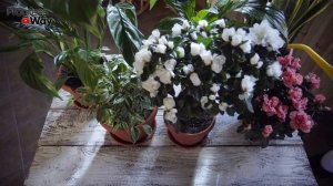 Декабрист Всегда Цветет Взахлеб После 1 Такой Таблетки! Чем Подкормить Декабрист Чтобы Он Зацвел!