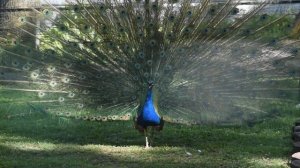 Павлин кричит
