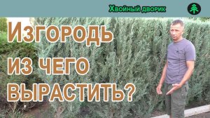 Из чего сделать живую изгородь, какие хвойные лучше использовать на изгородь.