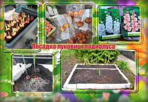 ✅? Подготовка луковиц Гладиолуса к посадке на новую клумбу