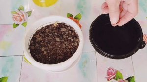 Выращивание саженца Хурмы из косточки.