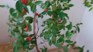 Урожай на балконе  Суринамская вишня, мой любимый экзот