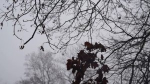 НОЯБРЬСКИЙ УЗОР Футаж