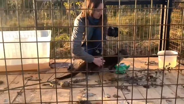 Выдрингтон после недели в вольере. смотреть онлайн