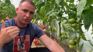 Томат Макан (День открытых дверей 2020)