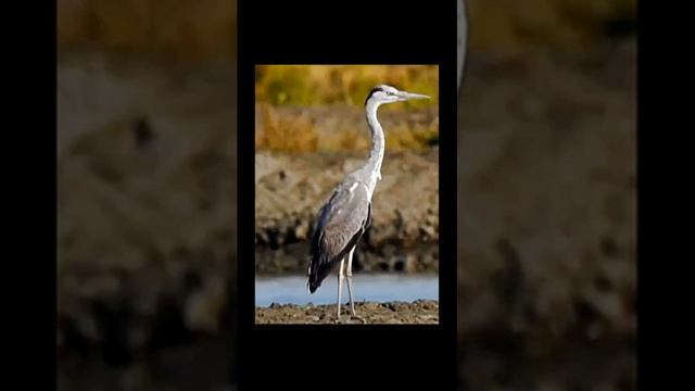 Природа. Звуки лесного ручья и птиц