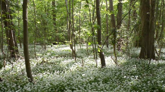 Mannheim - Waldpark am Rhein. смотреть онлайн