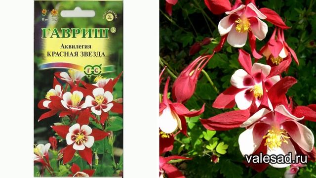 ОБЯЗАТЕЛЬНО ПОСЕЙТЕ ЭТИ ЦВЕТЫ - не пожалеете! Они будут пышно цвести на клумбах и в миксбордере. смотреть онлайн