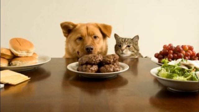 eagle pack корм для собак смотреть онлайн