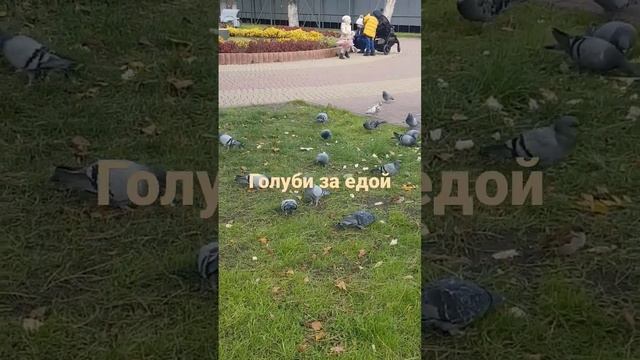 Голуби и воробьи за едой  любовь и голуби  голубь