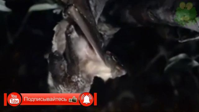 Колуго - интересные факты, животные Азии, Малайский шерстокрыл