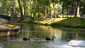 Крик ЧЕРНЫХ ЛЕБЕДЕЙ...КЛАААССС!!!!!!