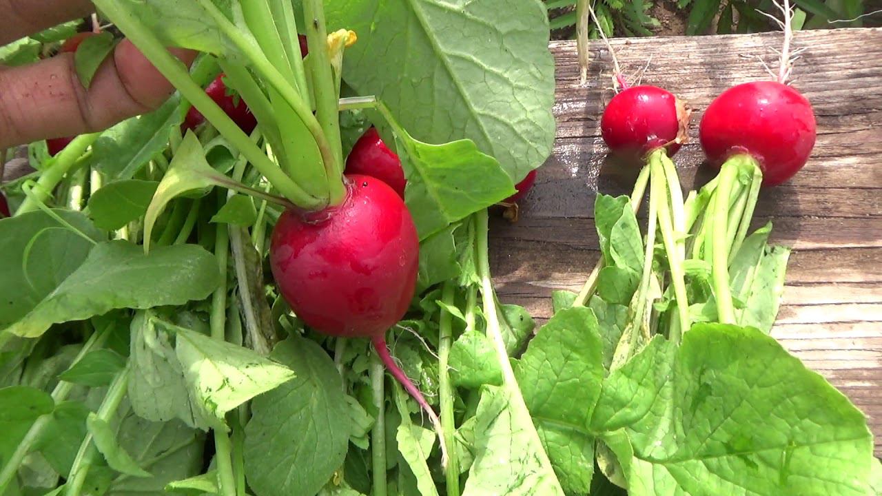 Свои семена редиса, как их получить?