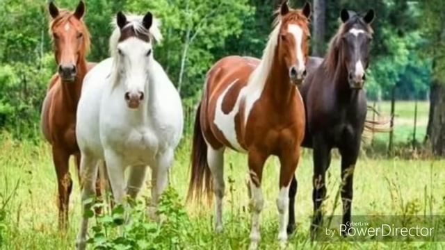 Ускакала в поле молодая лошадь