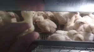 Пропойка бройлеров/ расселение цыплят. Планы по птичнику.