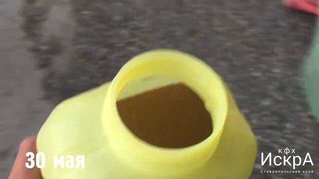 Болезни дыни: Галловая нематода, трипсы, пероноспороз и угловатая пятнистость.
