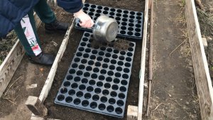 Всходы озимого чеснока Лука после зимы Подготовка грядки к посеву капусты