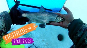 ПЕЛЯДЬ-3 Полноватское ХМАО-Югра Белоярский  #рыбалкавсибири #зимняярыбалка