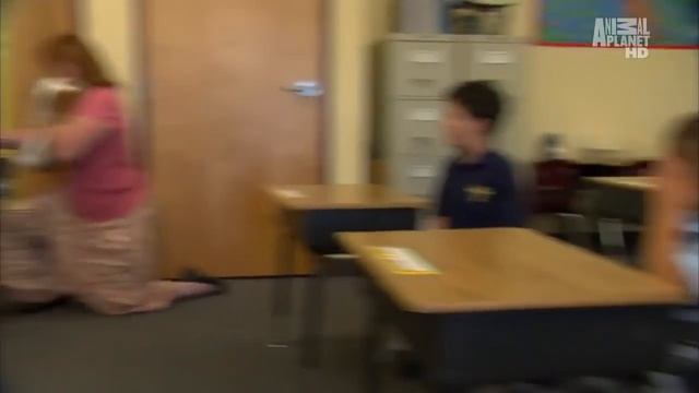 Шотландская вислоухая кошка (Scottish fold) смотреть онлайн