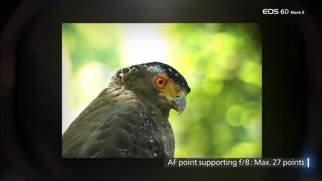 Canon EOS - The EOS 6D Mark II Viewfinder and Live View AF Systems смотреть онлайн