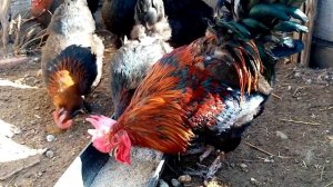 Куры несущие пасхальные яйца!!! Маран черно медный!!!!