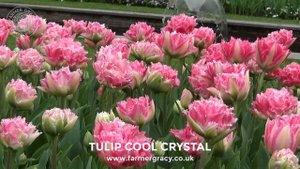 Tulip 'Cool Crystal' - FarmerGracy.co.uk