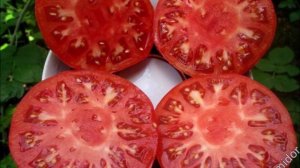 Сrazy -томаты («сумасшедшие» томаты)