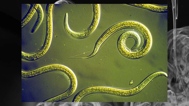 МУРАВЕЙ ДАРТ ВЕЙДЕР — CEPHALOTES ATRATUS — Удивительные виды муравьёв №3 смотреть онлайн