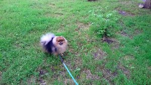 Когда собака ? приучена ходить в лоток что она теряет.