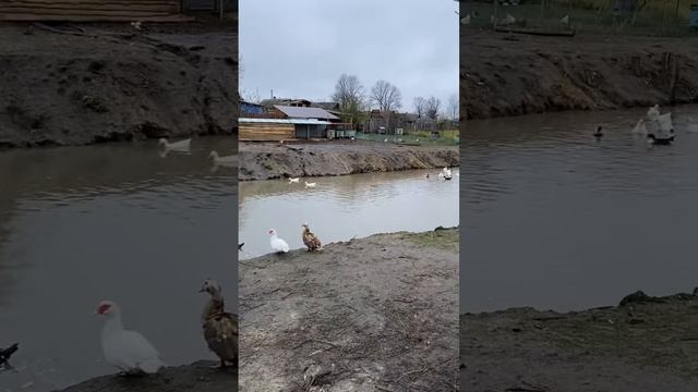 Гуси, утки, и самодельный пруд в огороде