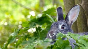 4K Ultra HD Video of Wild Animals - 1 Hour 4K Wildlife Scenery with Floating Music