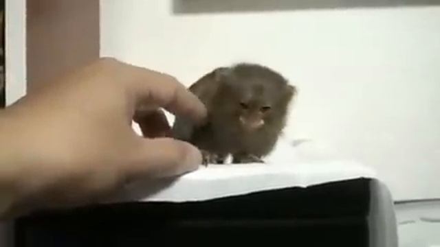 Самая маленькая обезьяна