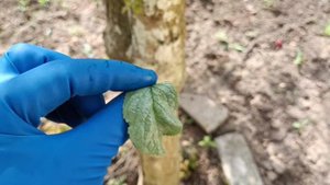 Млечный блеск листьев. Chondrostereum purpureum. Причина, профилактика.