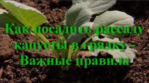 Как посадить рассаду капусты в грядку - Важные правила