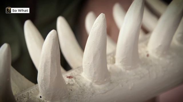 If You Were Swallowed By A Whale !! смотреть онлайн