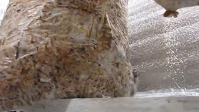 вешенка 25 11 2013 смотреть онлайн